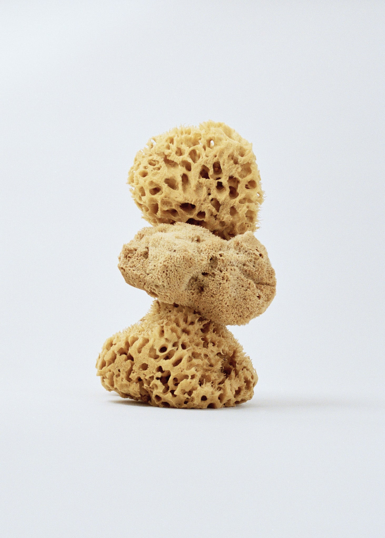 Natural mushroom