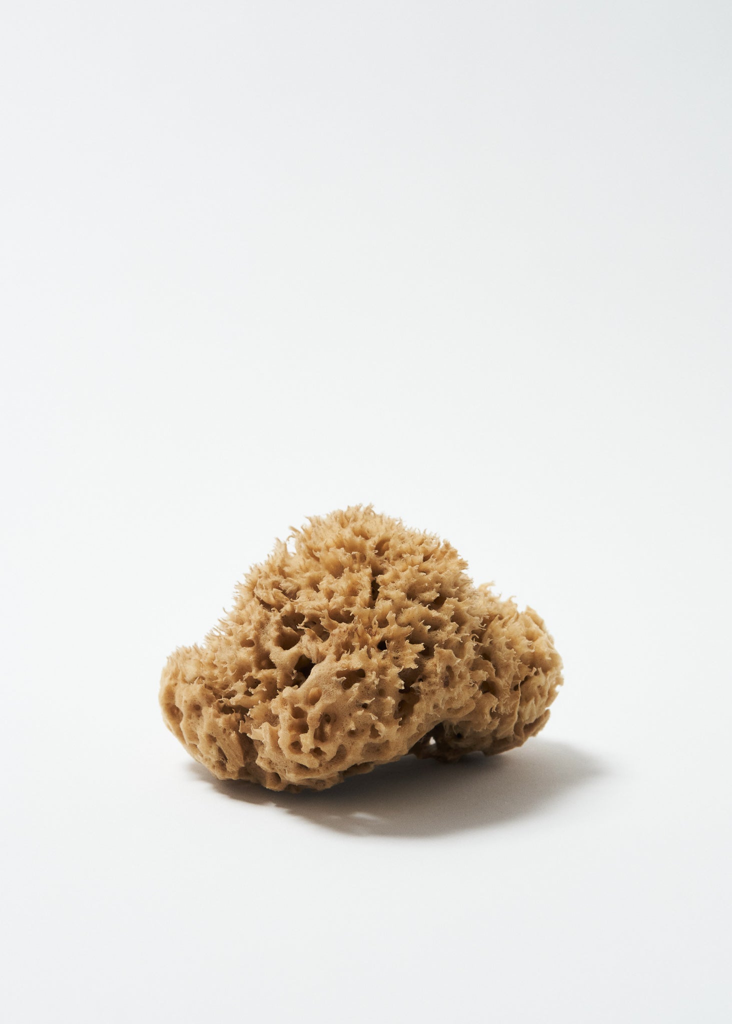 Natural mushroom