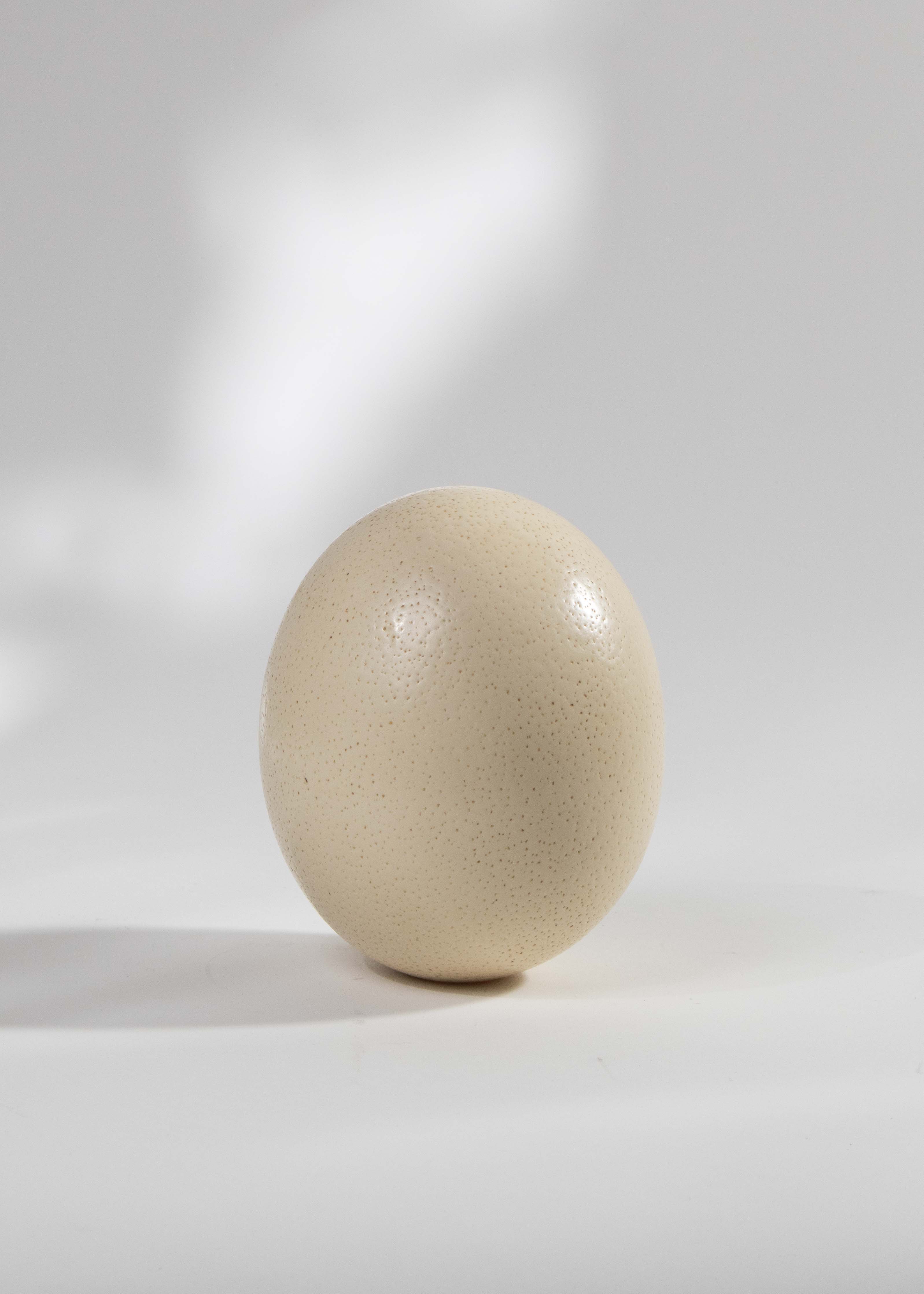Strutsägg
