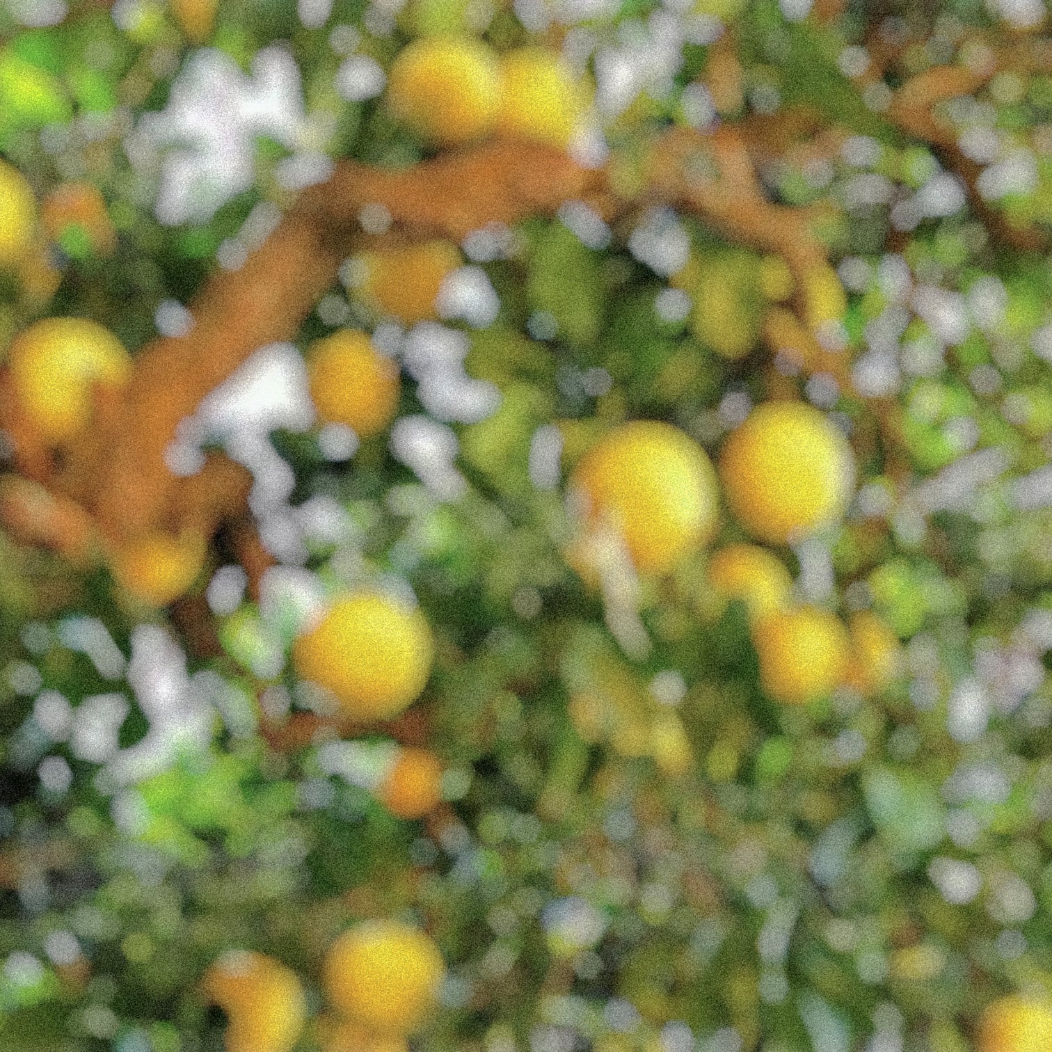 Handtvål Ojai Valley